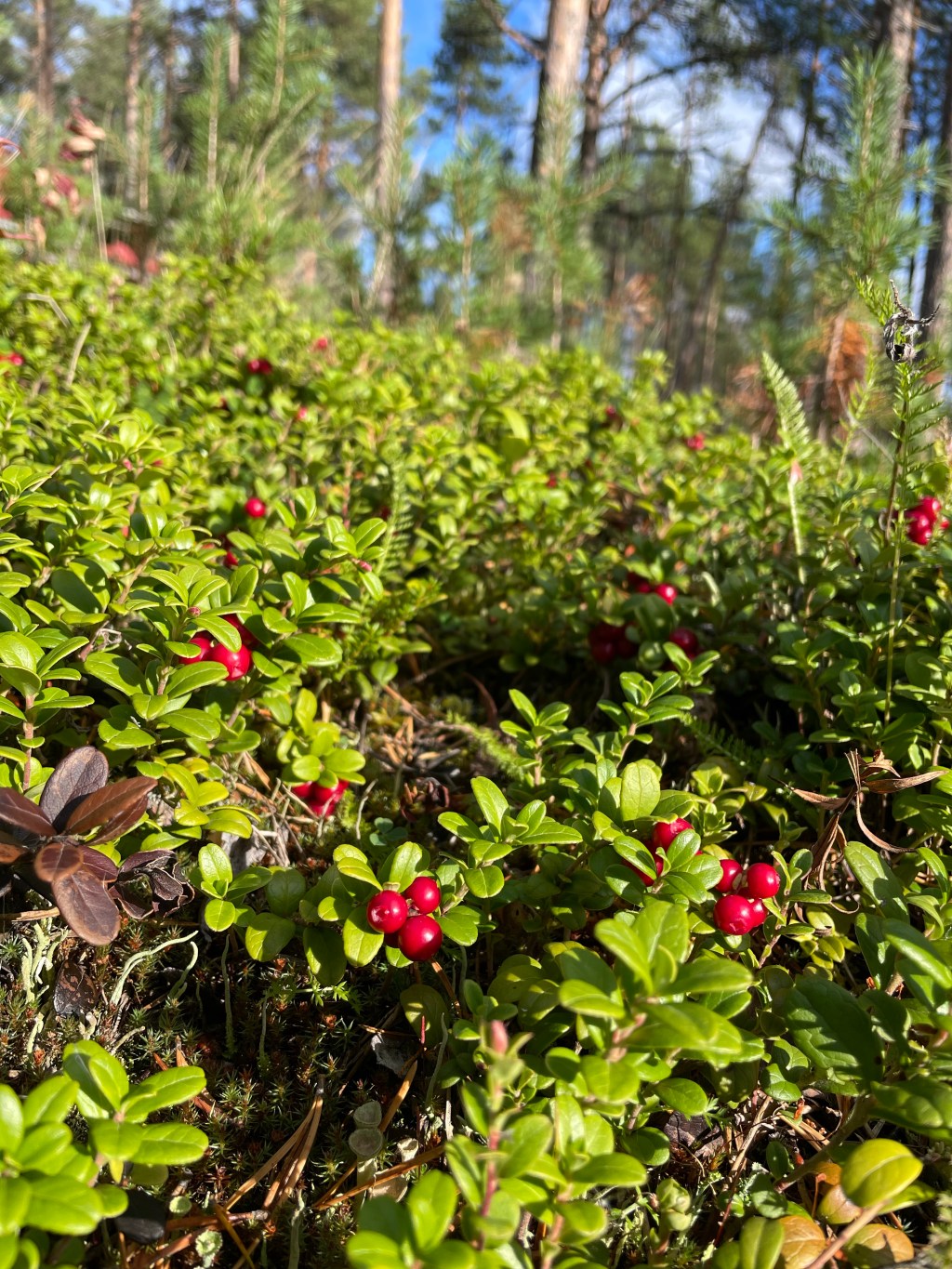 Lingon – vilket&nbsp;bär!